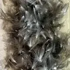 CDC Pera selektovana 20kom