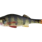 ORIGINAL PERCHT Real Perch 18cm