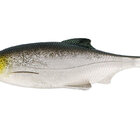 WESTIN RICKY THE ROACH SHADTAIL Headlight 10cm