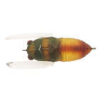 TIEMCO TRICK TROUT TINY CICADA 043