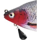 RICKY THE ROACH MULTI JOINTED R2F Real Roach