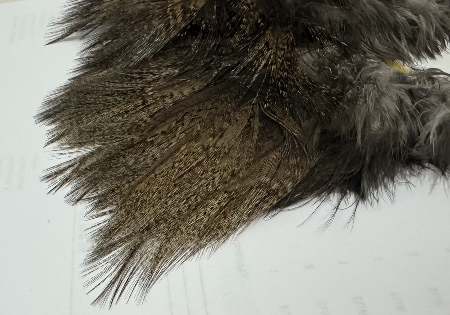 Coq de Leon Tailing Pack-Dark Parado